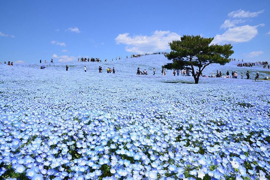 Rolling hills of blue nemophila flowers at Hitachi Seaside Park — Japan summer