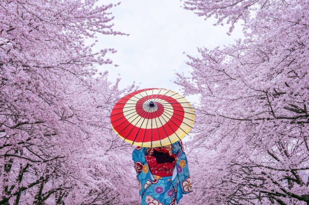 Wann ist die beste Jahreszeit, um in Japan einen Kimono zu tragen? Sakura, Herbstlaub, weißer Schnee