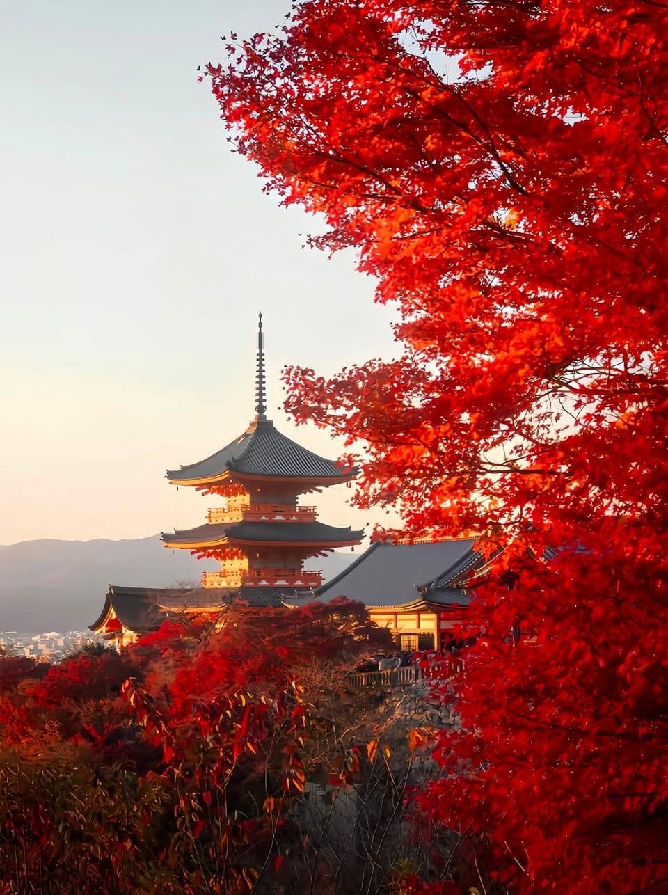 Kyoto’s Autumn Foliage Calendar: Changing Colors Week by Week