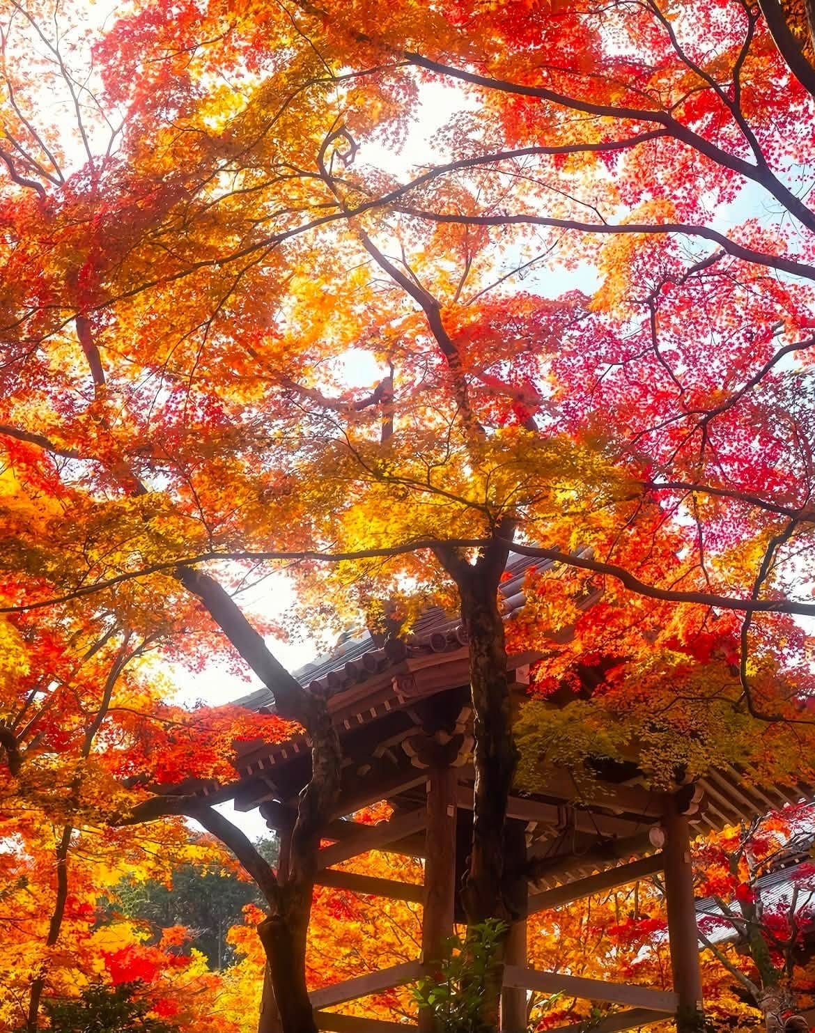 Kyoto in Autumn Colors: 2 Days, 1 Night, and the Accommodation Dilemma
