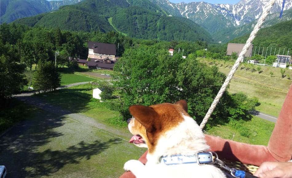 Dog-Friendly Tethered Balloon Flight