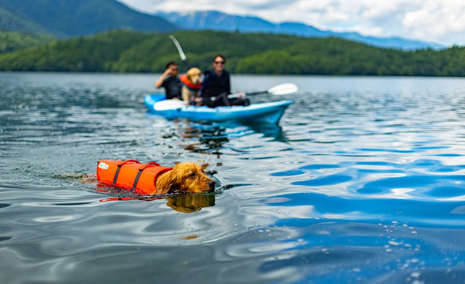 Dog Kayak Rental — Lake Aoki