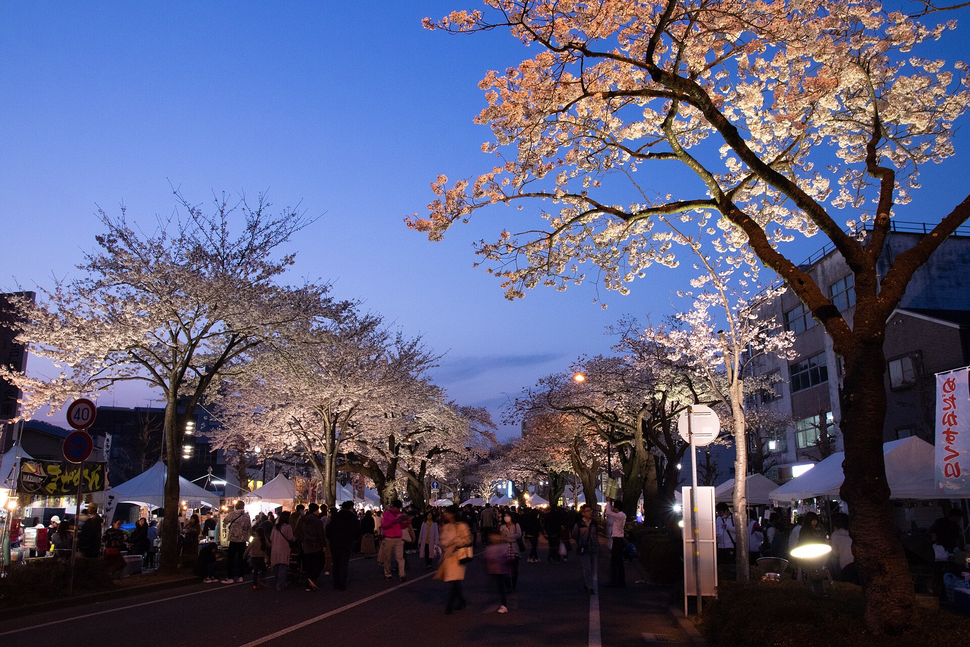 Festival stalls under lit-up cherry trees on Heiwa-dori at dusk during the Hitachi Sakura Festival, Ibaraki