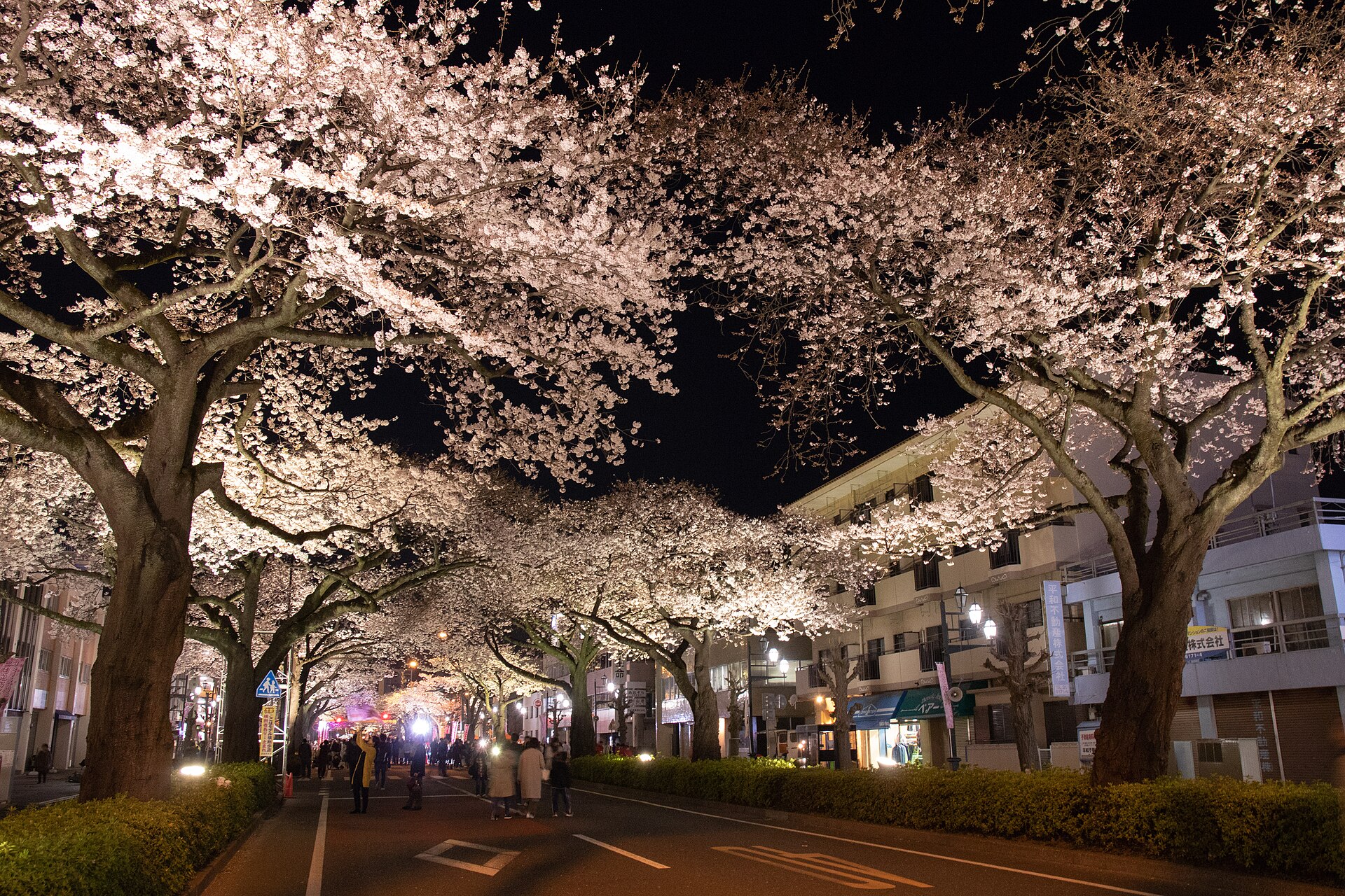 Illuminated tunnel of cherry blossoms along Heiwa-dori at night, Hitachi Sakura Festival, Ibaraki