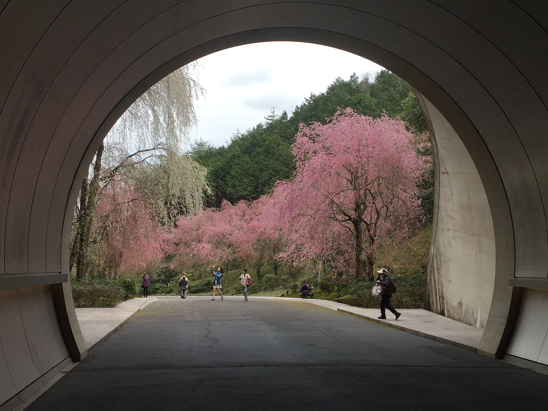Weeping cherry trees in bloom framed by the steel-lined approach tunnel of the Miho Museum, Shiga