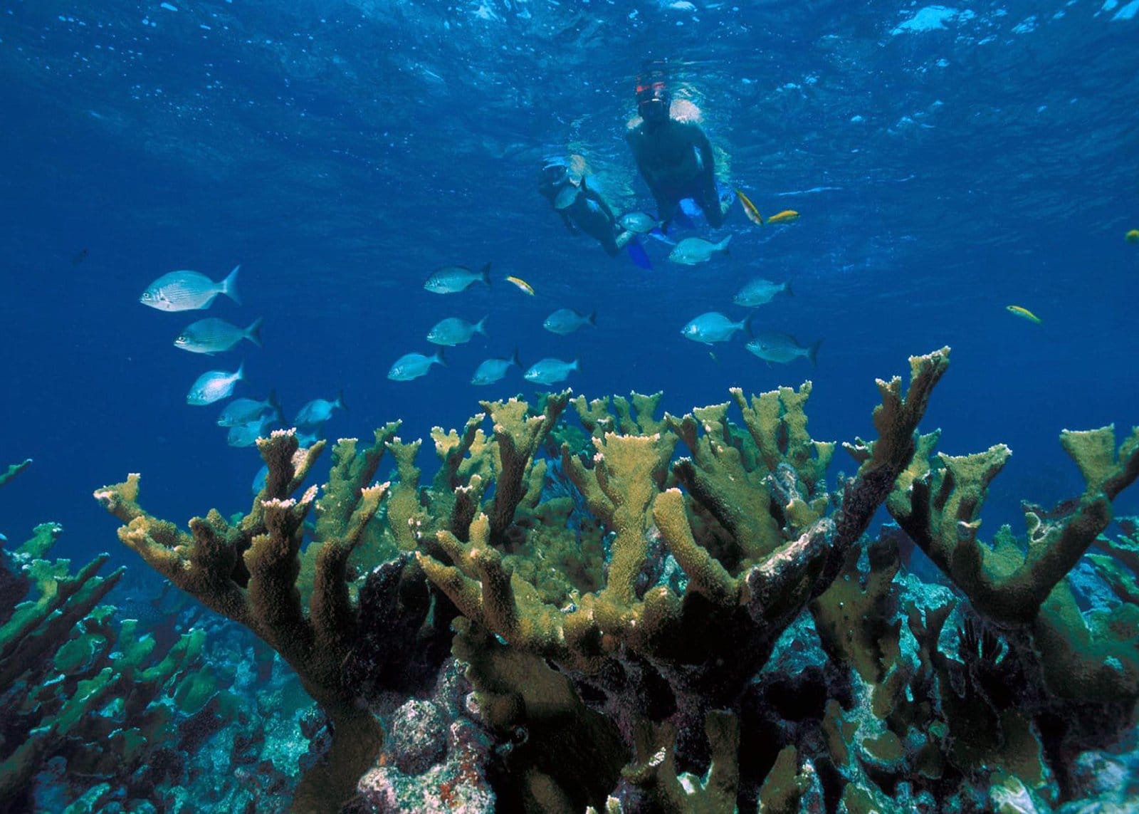 Der komplette Guide zum Schnorcheln auf Ishigaki-jima