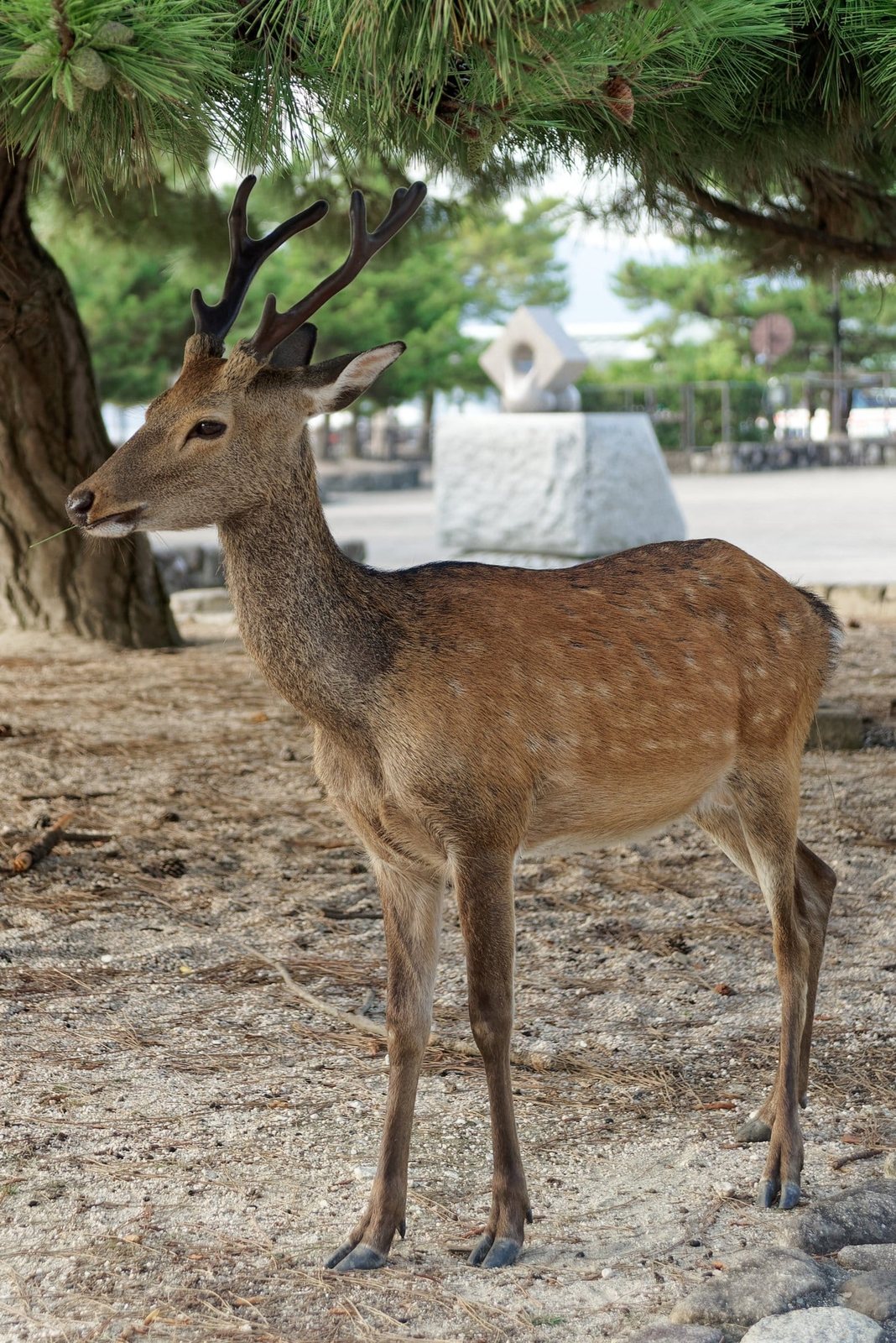 Hiroshima & Miyajima: The Most Moving Day Trip in Japan