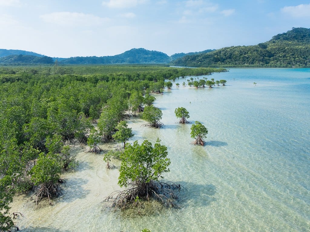 Guida Turistica di Iriomotejima! Un Itinerario Modello per Immergersi nella Natura Incontaminata dell'Ultimo Paradiso Segreto del Giappone