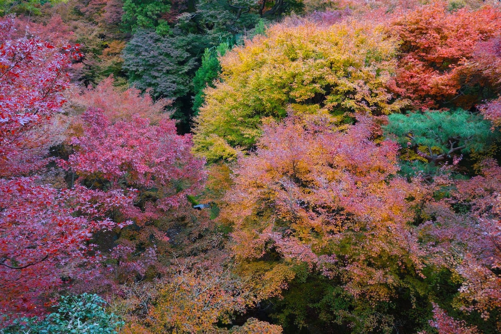¡Los 10 Mejores Lugares para Ver el Momiji en Kioto! Guía Completa de Temporadas y Lugares Secretos