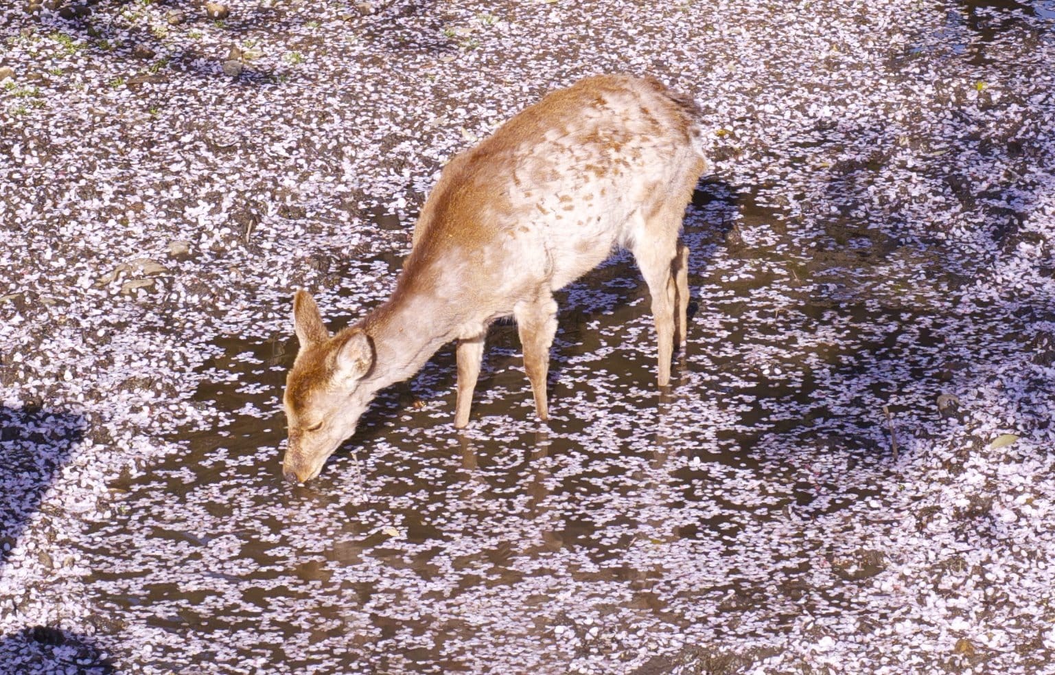 Nara Park in Spring – Cherry Blossoms, Friendly Deer, and Pure Magic