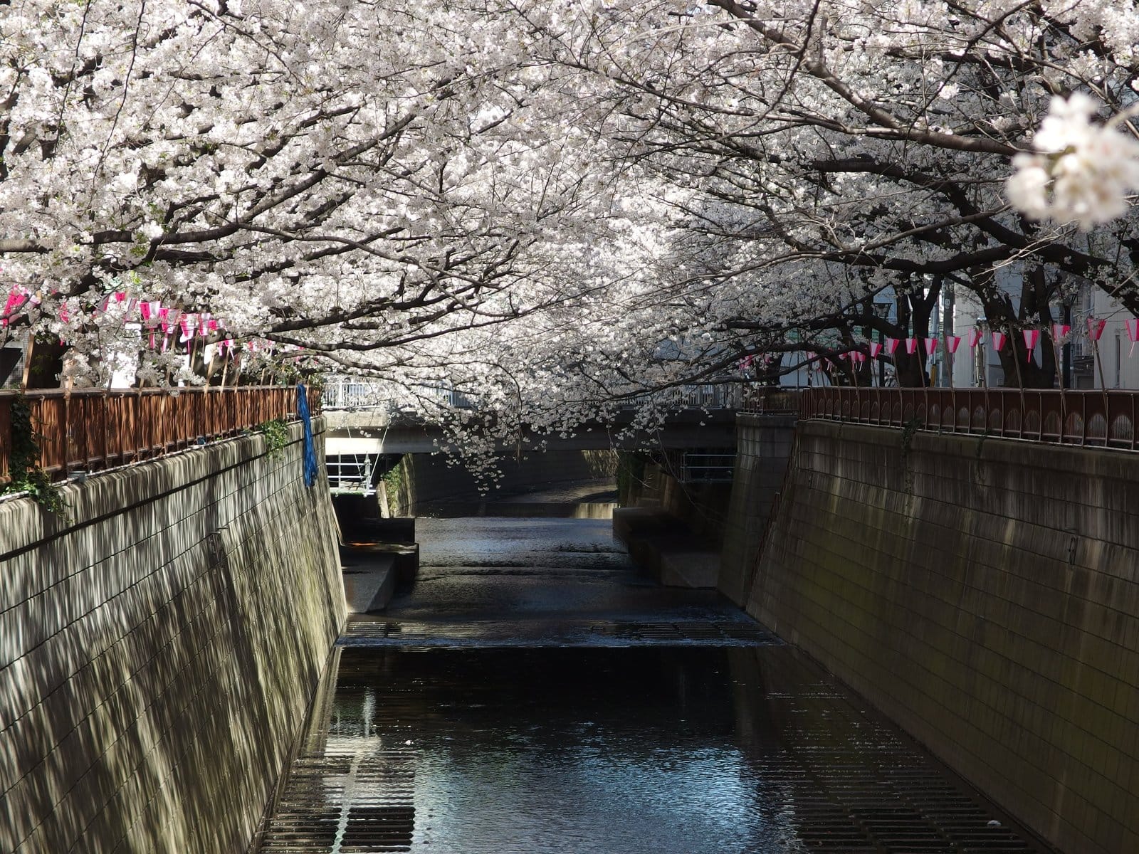 Calendario de Previsión de Floración del Cerezo (Sakura)