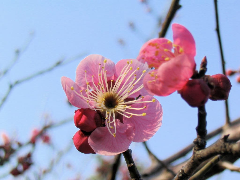 Ume Plum Blossoms – Japan's First Sign of Spring Before Cherry Blossoms