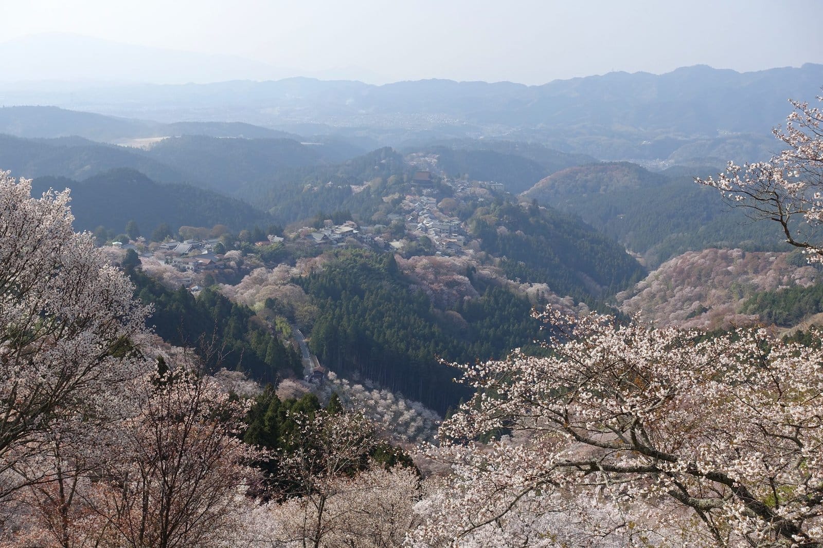 Yoshino – A Fairyland of 30,000 Cherry Blossom Trees