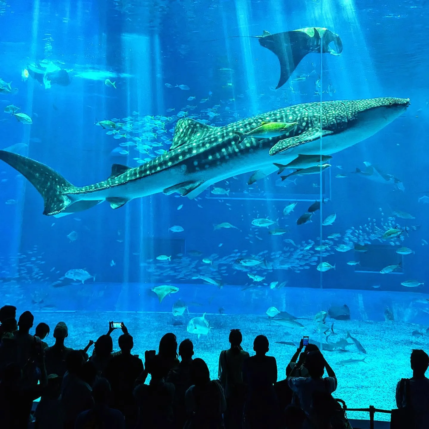 Churaumi Aquarium and northern Okinawa — 1