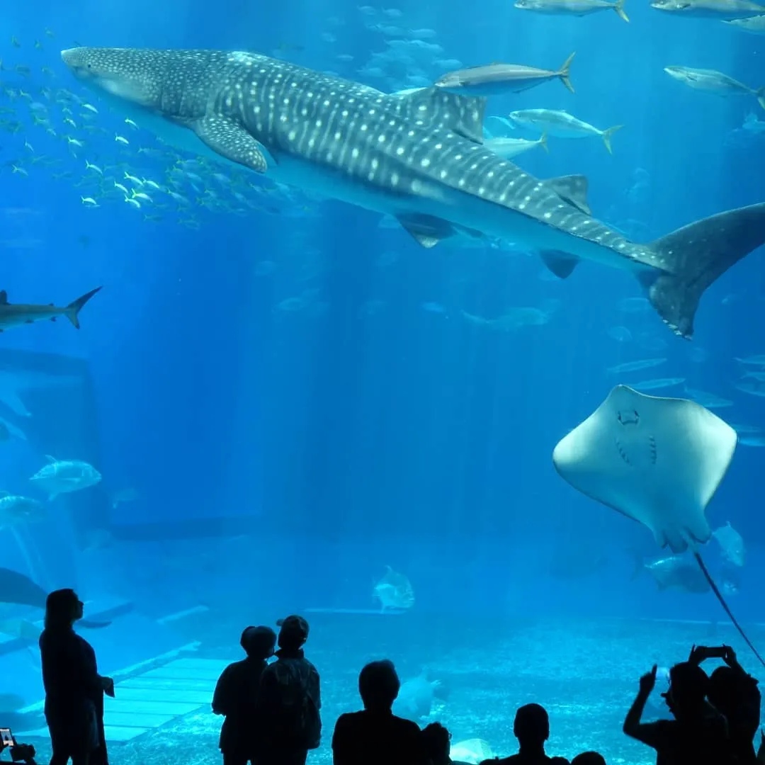 Churaumi Aquarium and northern Okinawa — 2