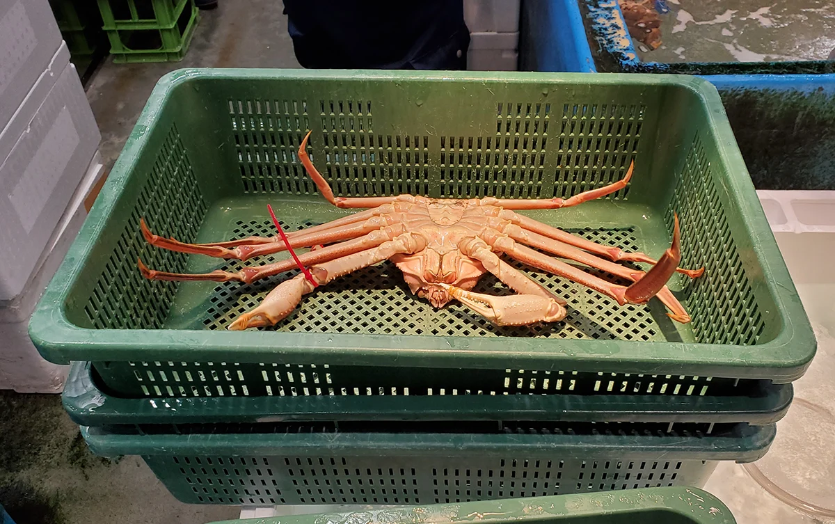 Toyosu fish market at dawn + sushi class — 4