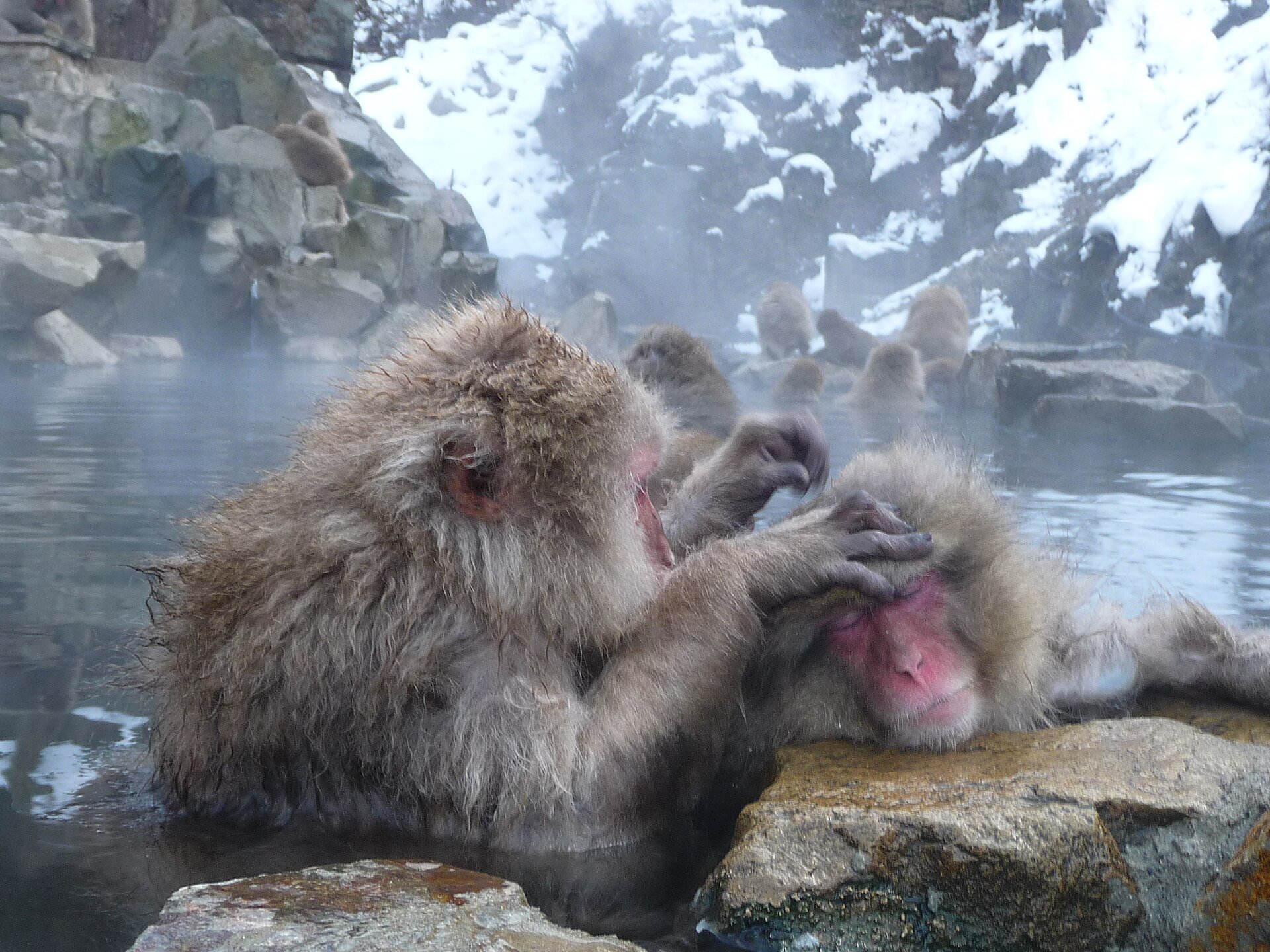 Jigokudani Snow Monkeys in One Day