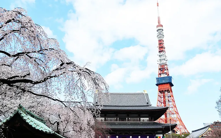 Tokyo cherry-blossom tour by private car — 5