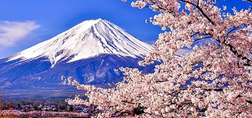 Mt. Fuji cherry-blossom day tour from Tokyo