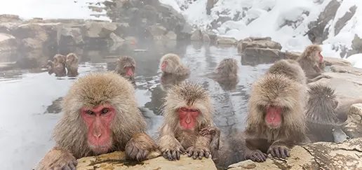 Guided tour of Jigokudani Snow Monkey Park