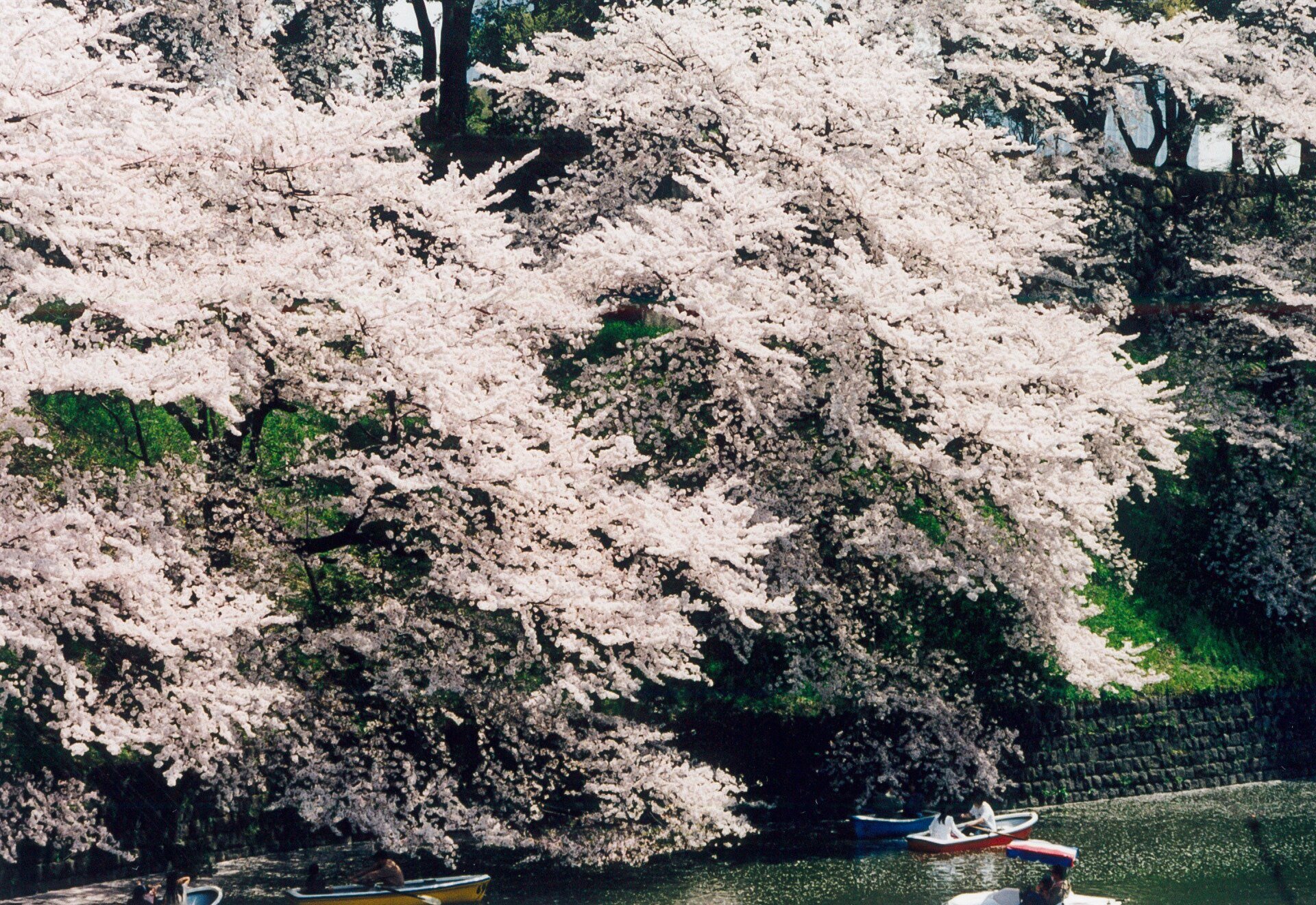 Japan Cherry Blossom Tour: 10 Days from Tokyo to Osaka