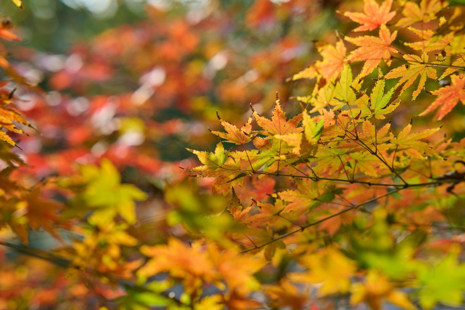 Karuizawa in Autumn Foliage: Avoid the Crowds, Spend Wisely