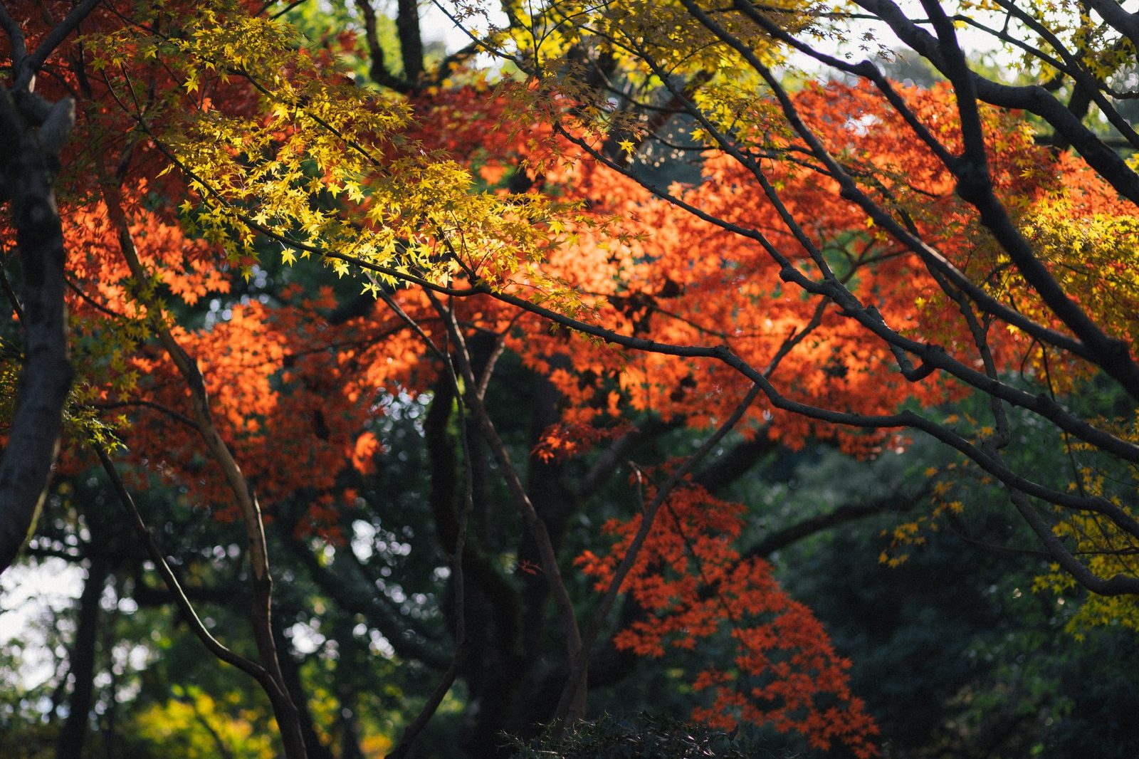 Il foliage autunnale del Giappone