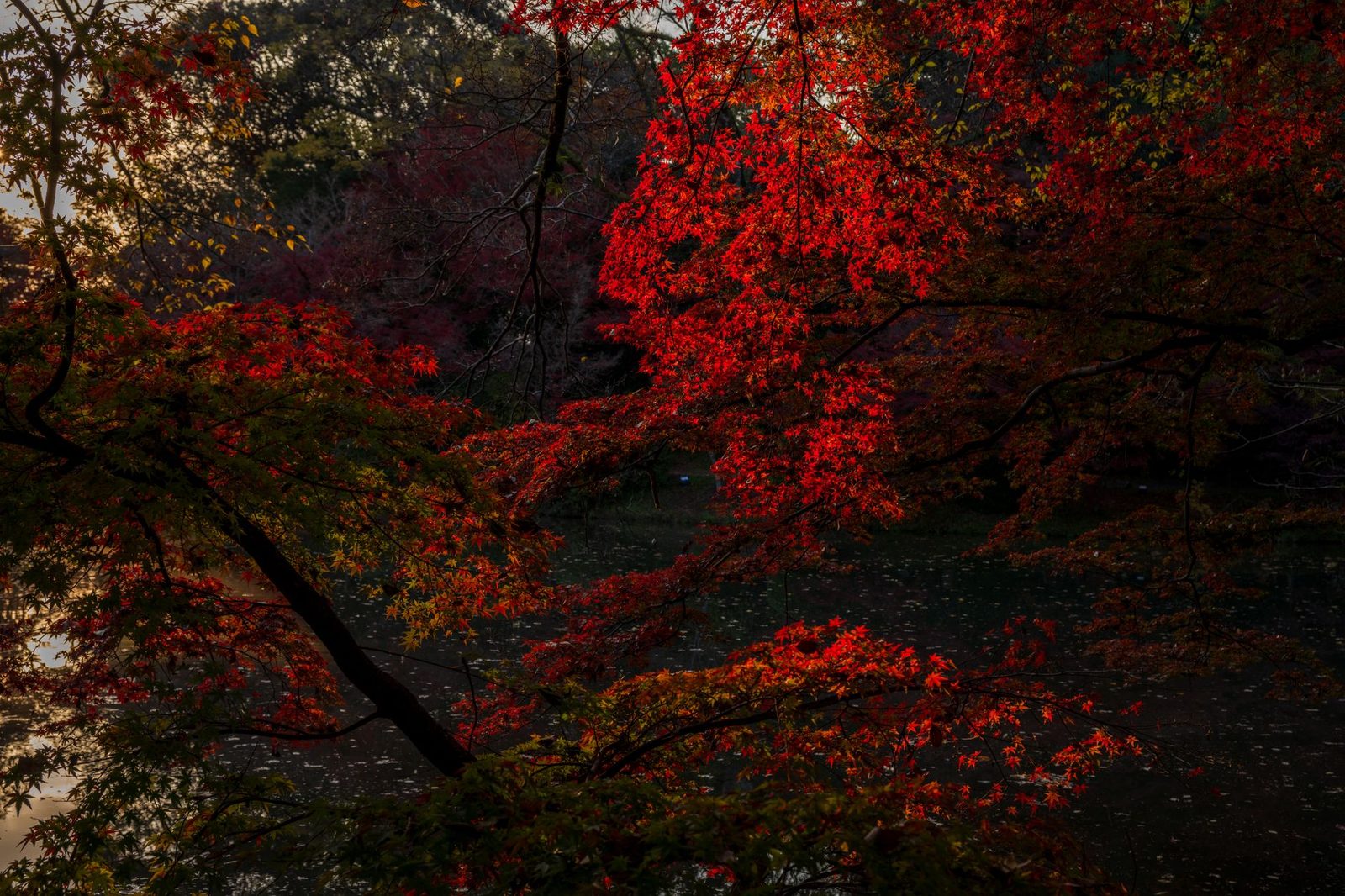 Il foliage autunnale del Giappone