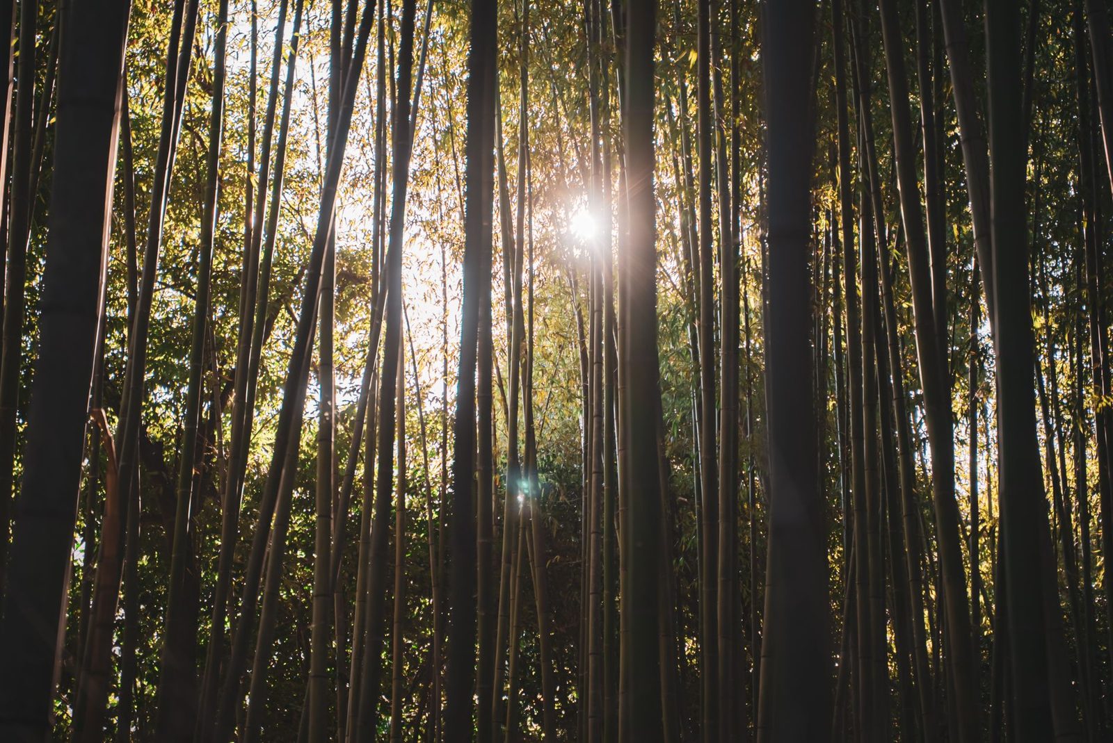 Kyoto 가을 단풍 온천: Kurama, Arashiyama, Ohara