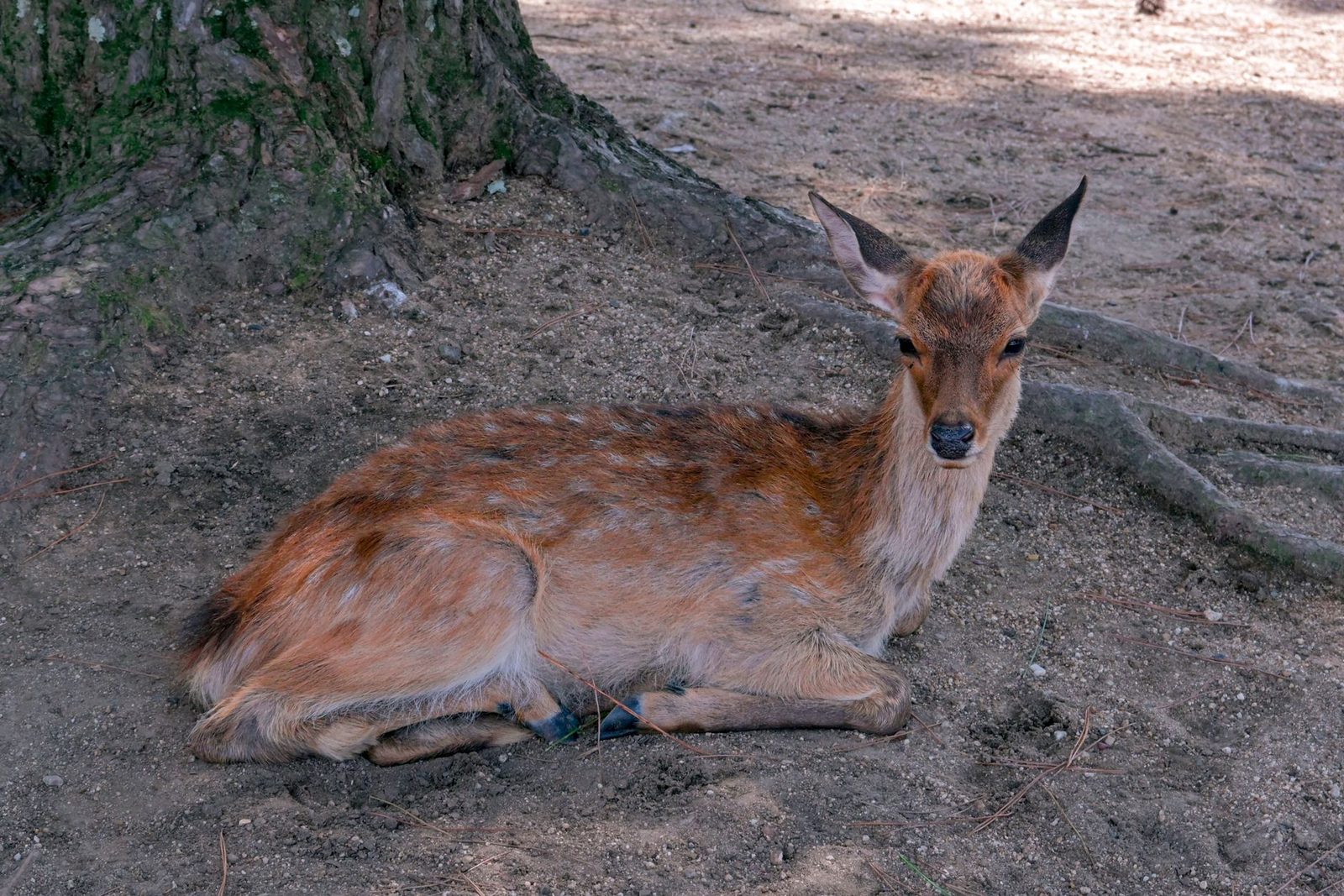 Nara – 1.200 heilige Hirsche an einem einzigen Tag erleben