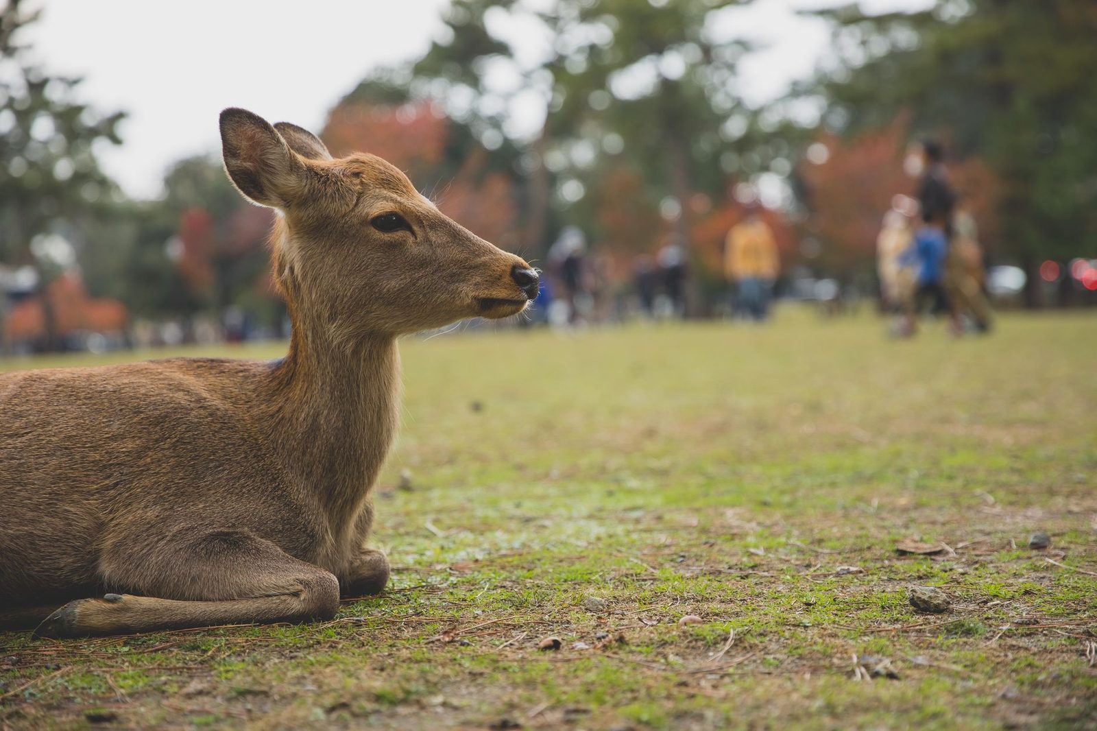 Nara – 1.200 heilige Hirsche an einem einzigen Tag erleben