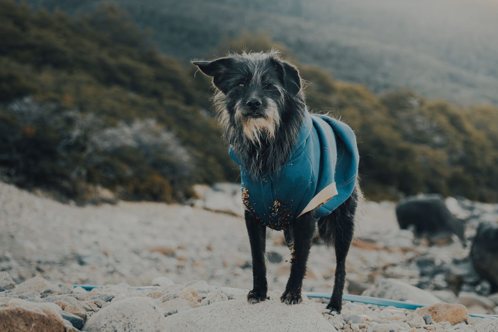 Disfruta del aire libre con tu perro — globo aerostático, canoa y SUP
