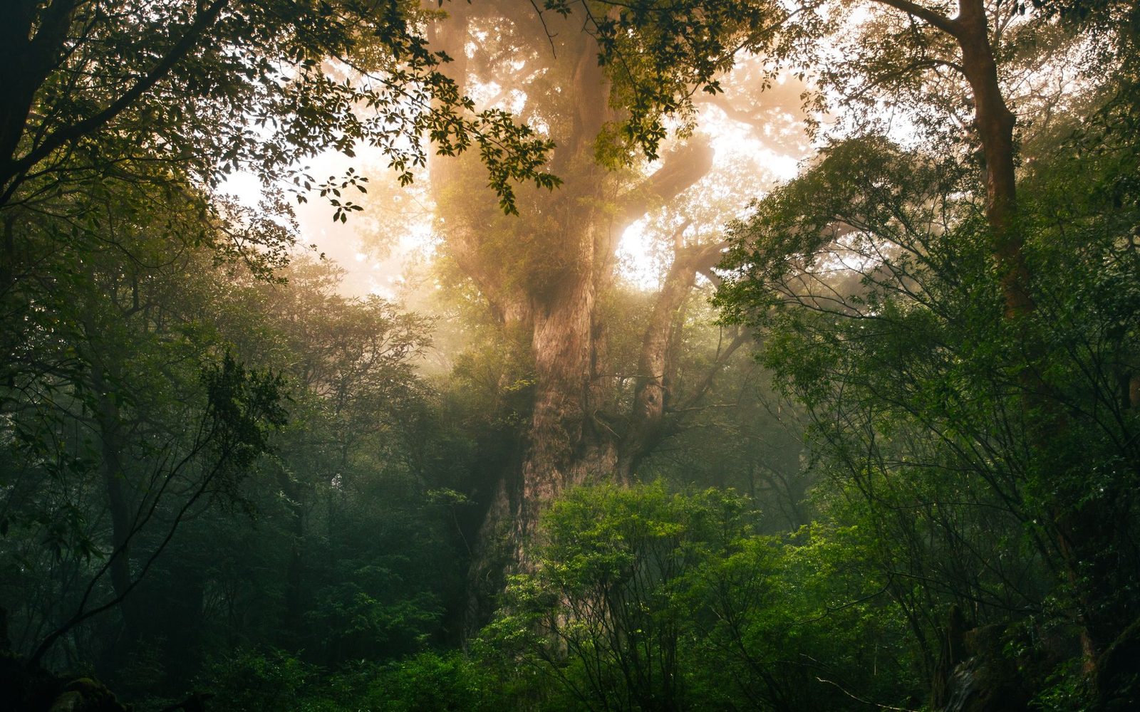 Guida Completa al Trekking per Jomon Sugi a Yakushima