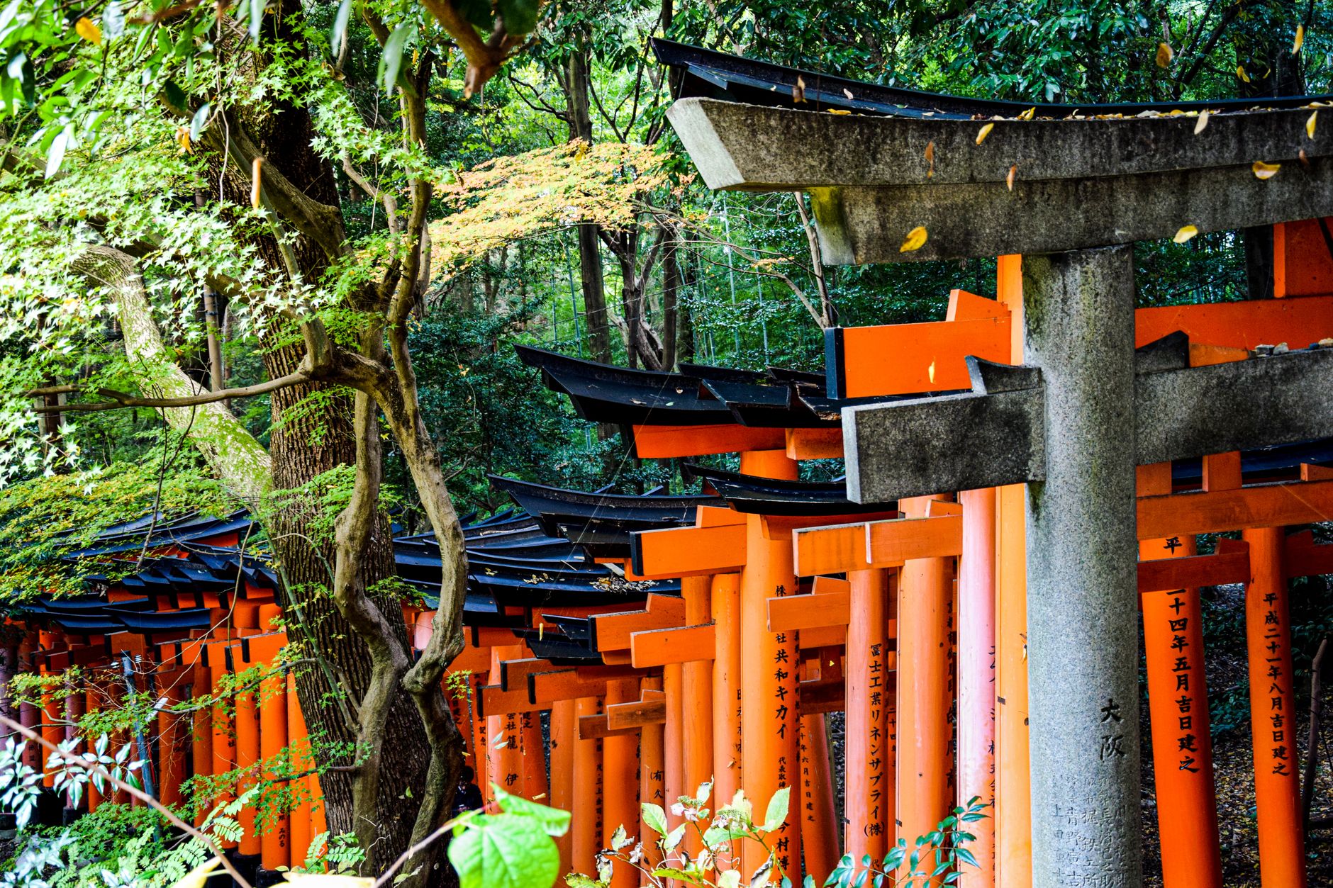 Fushimi Inari torii hike — 4