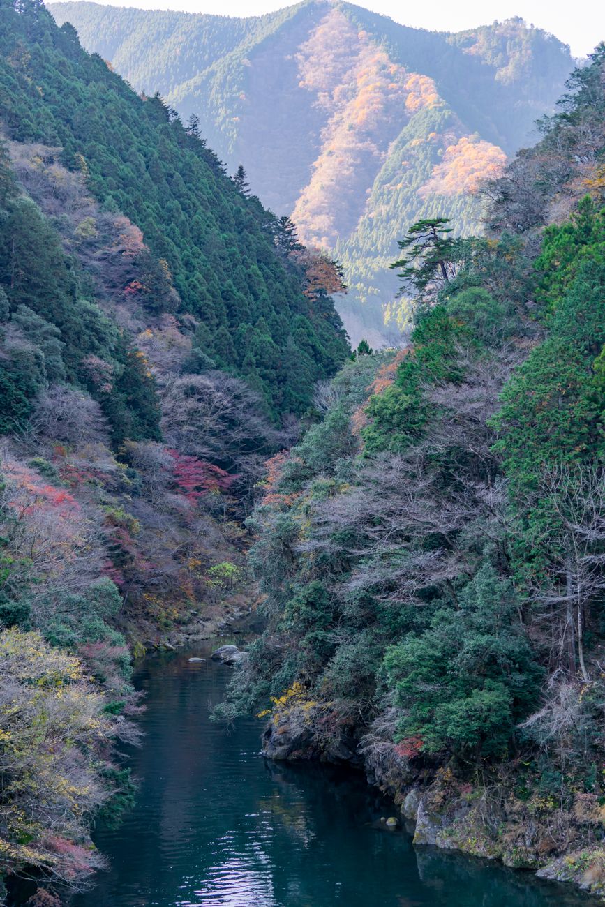 Okutama: streambed wasabi farms and mountain forest, still inside Tokyo — 3