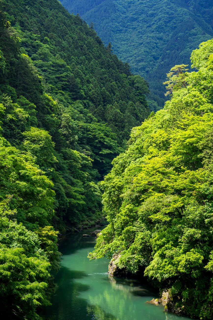 Okutama: streambed wasabi farms and mountain forest, still inside Tokyo — 4