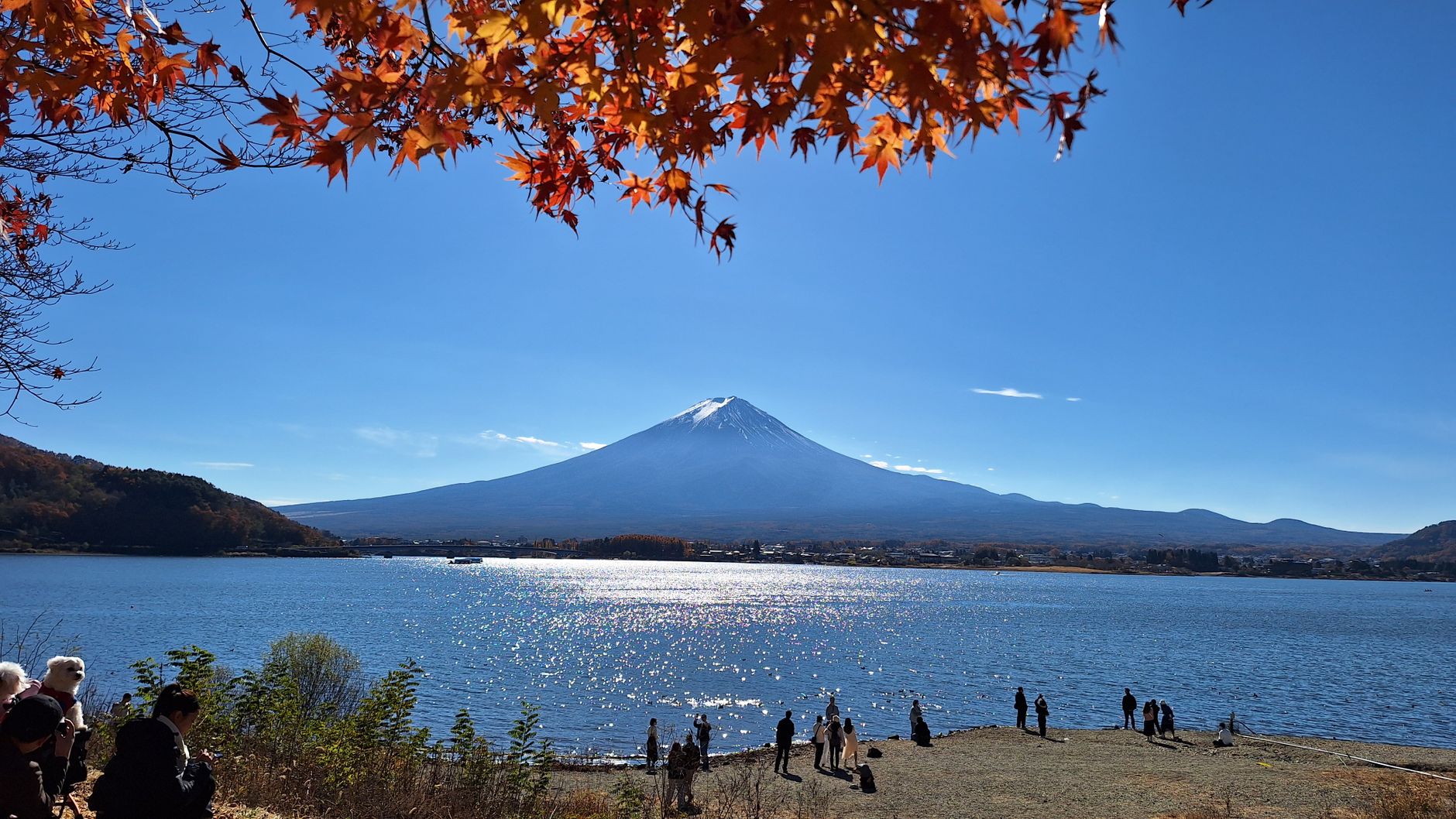 Red kochia field at the foot of Mount Fuji under a clear blue sky