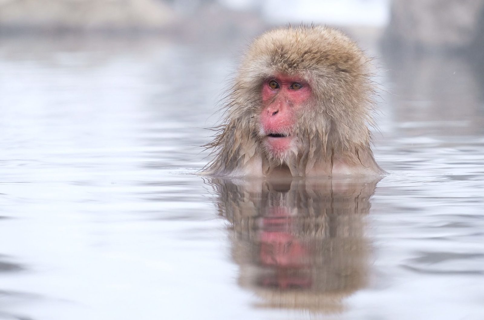 Illustrative photo: Japanese macaque soaking in a hot spring, displaying natural behavior and serene expression.