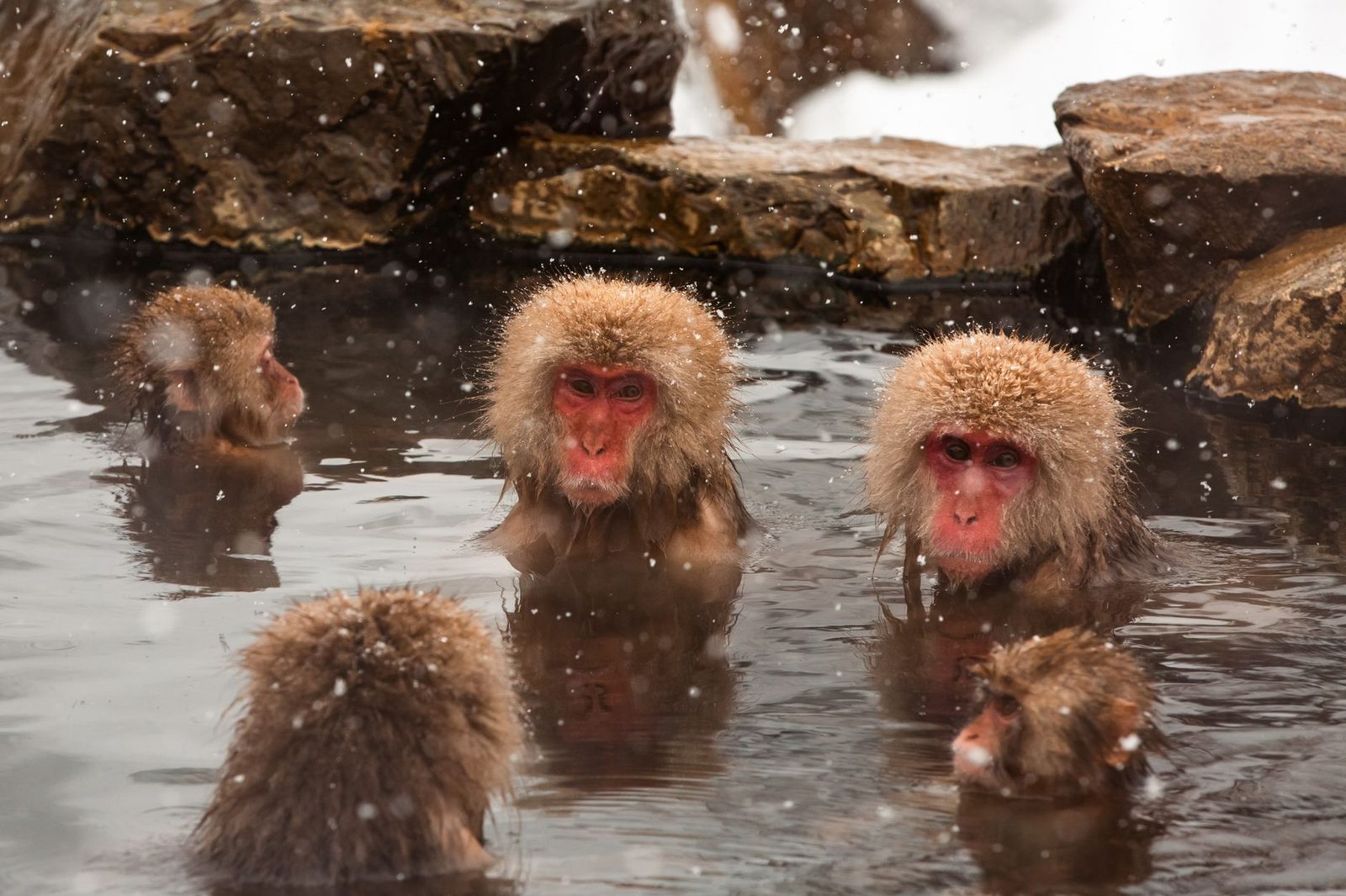 Illustrative photo: Japanese macaques enjoying a warm bath in snowy Nagano, highlighting winter survival habits.