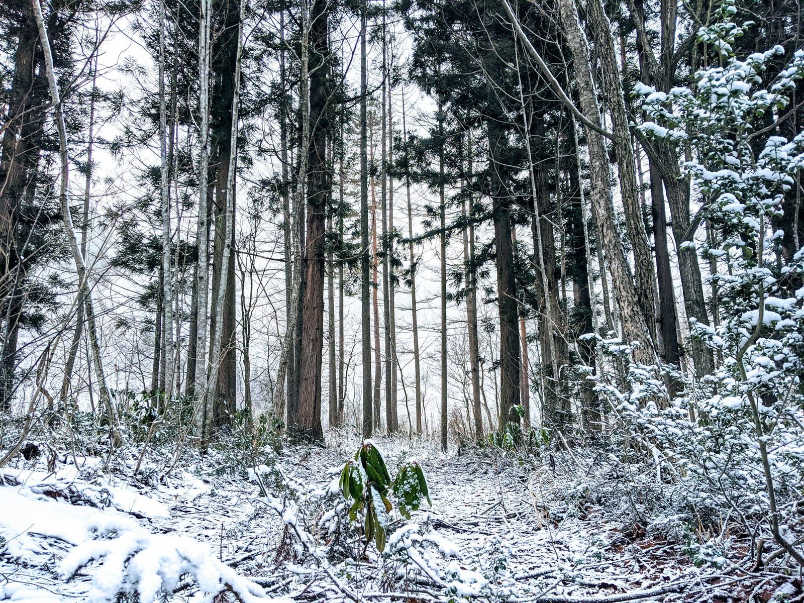 Illustrative photo: Tranquil winter forest scene in Hakuba, Japan with snow-covered trees and undergrowth.