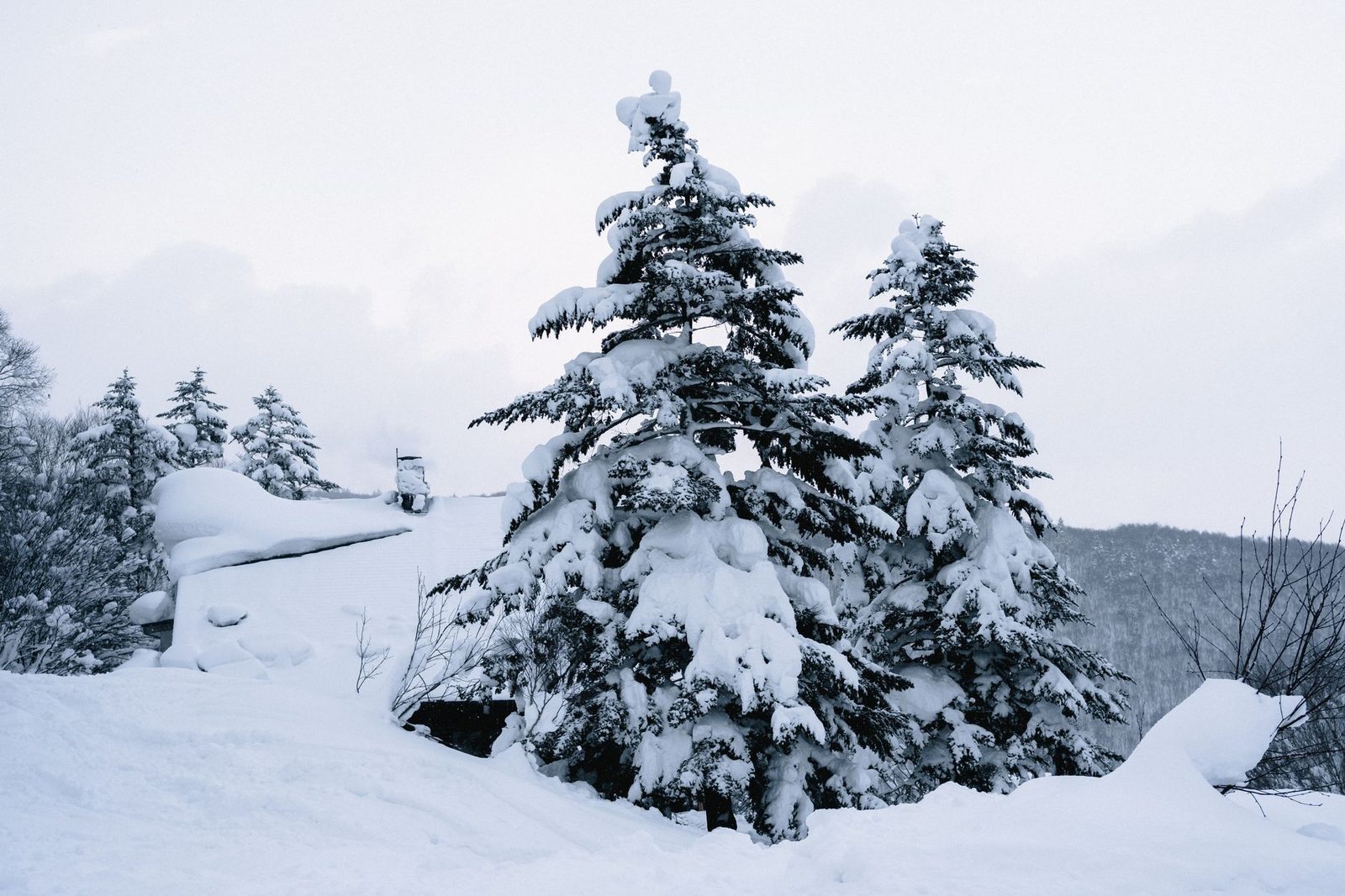Illustrative photo: Serene winter scene featuring snow-covered conifer trees in a frosty environment.