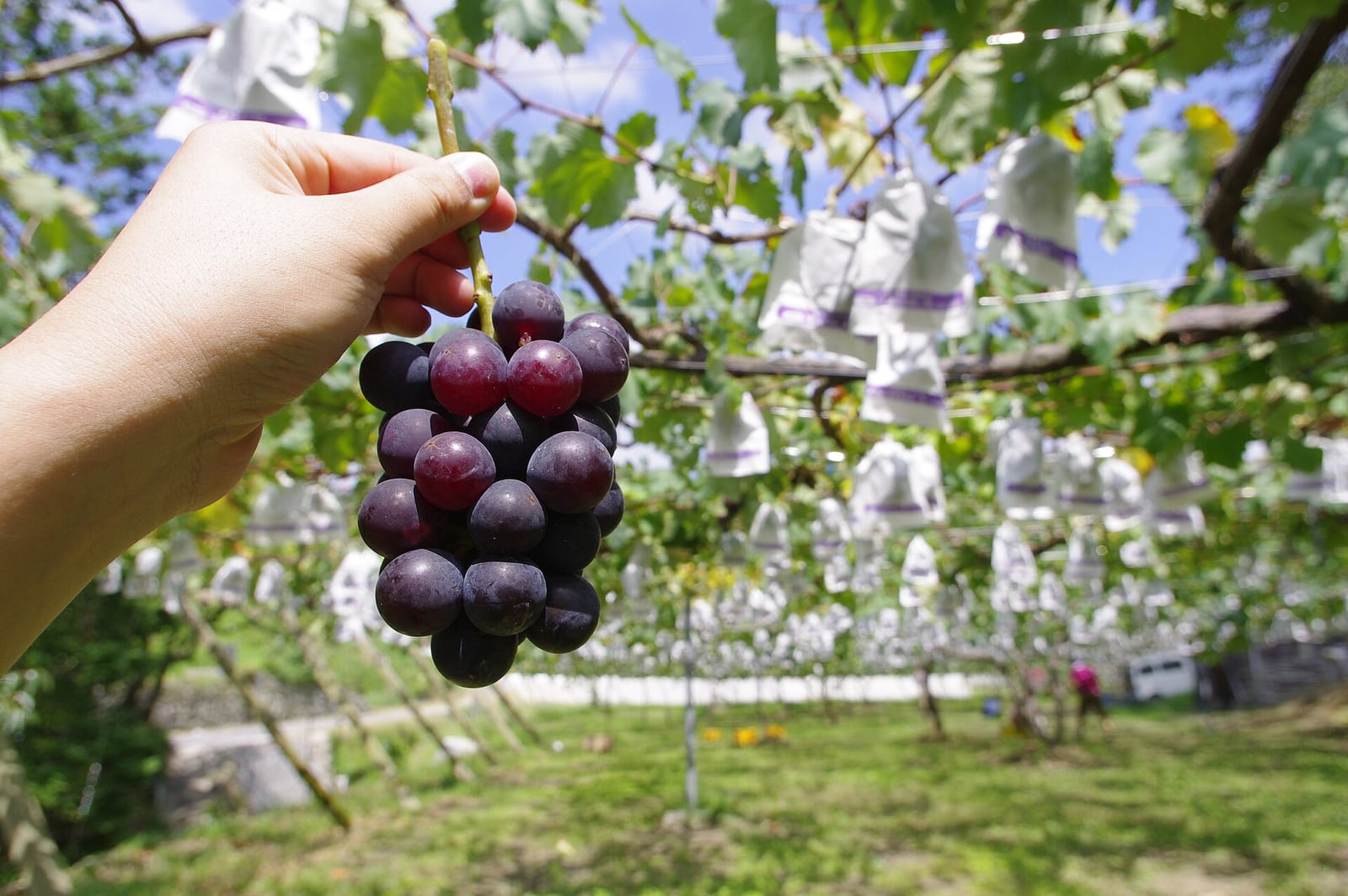 Tagesausflug Yamanashi: Obst pflücken, Wein probieren, Blick auf den Fuji