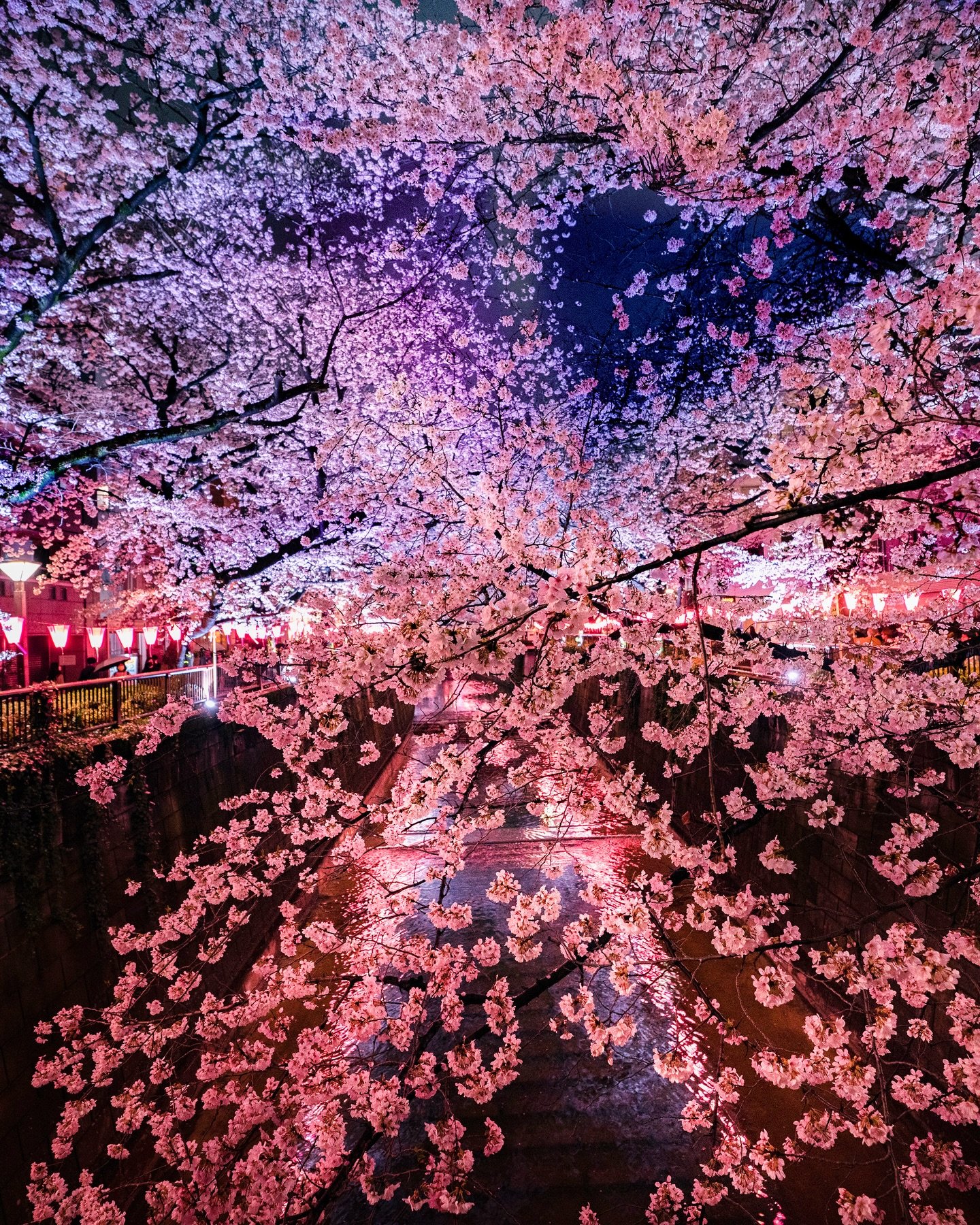 Tokyo cherry-blossom tour by private car — 3