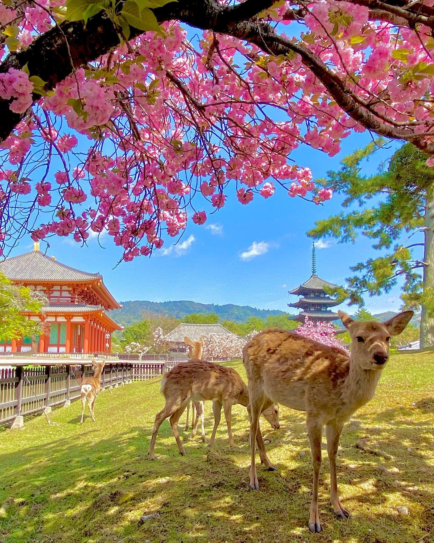 Nara Park deer and Todai-ji Great Buddha — 1