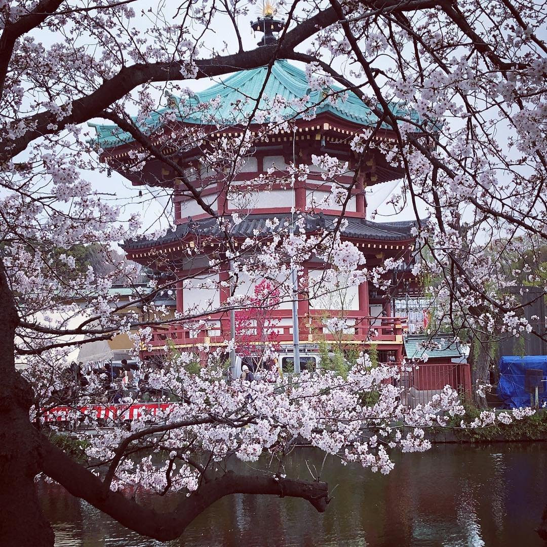 Tokyo cherry-blossom tour by private car — 4