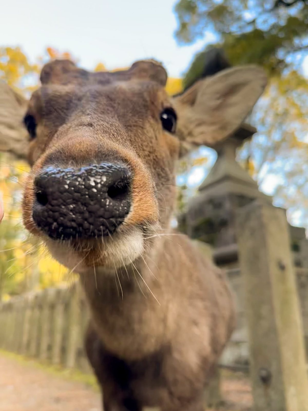 Nara Park deer and Todai-ji Great Buddha — 2