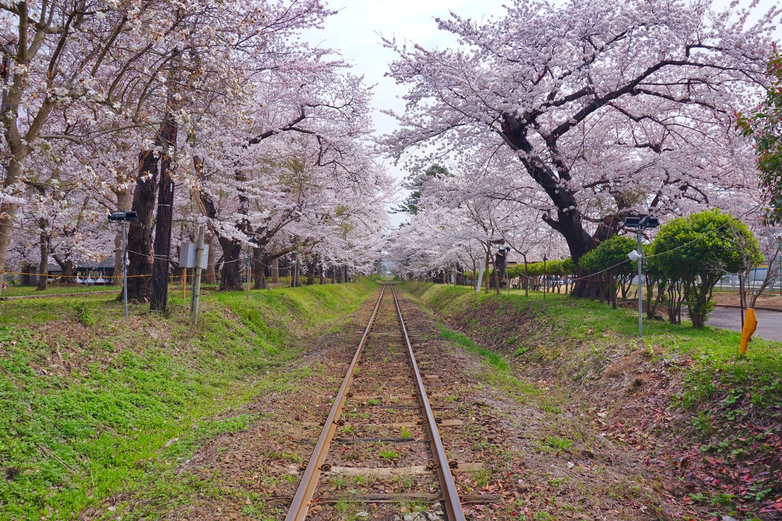 Japan Flower Festivals – Hanami, Hana Matsuri and Spectacular Flower Events