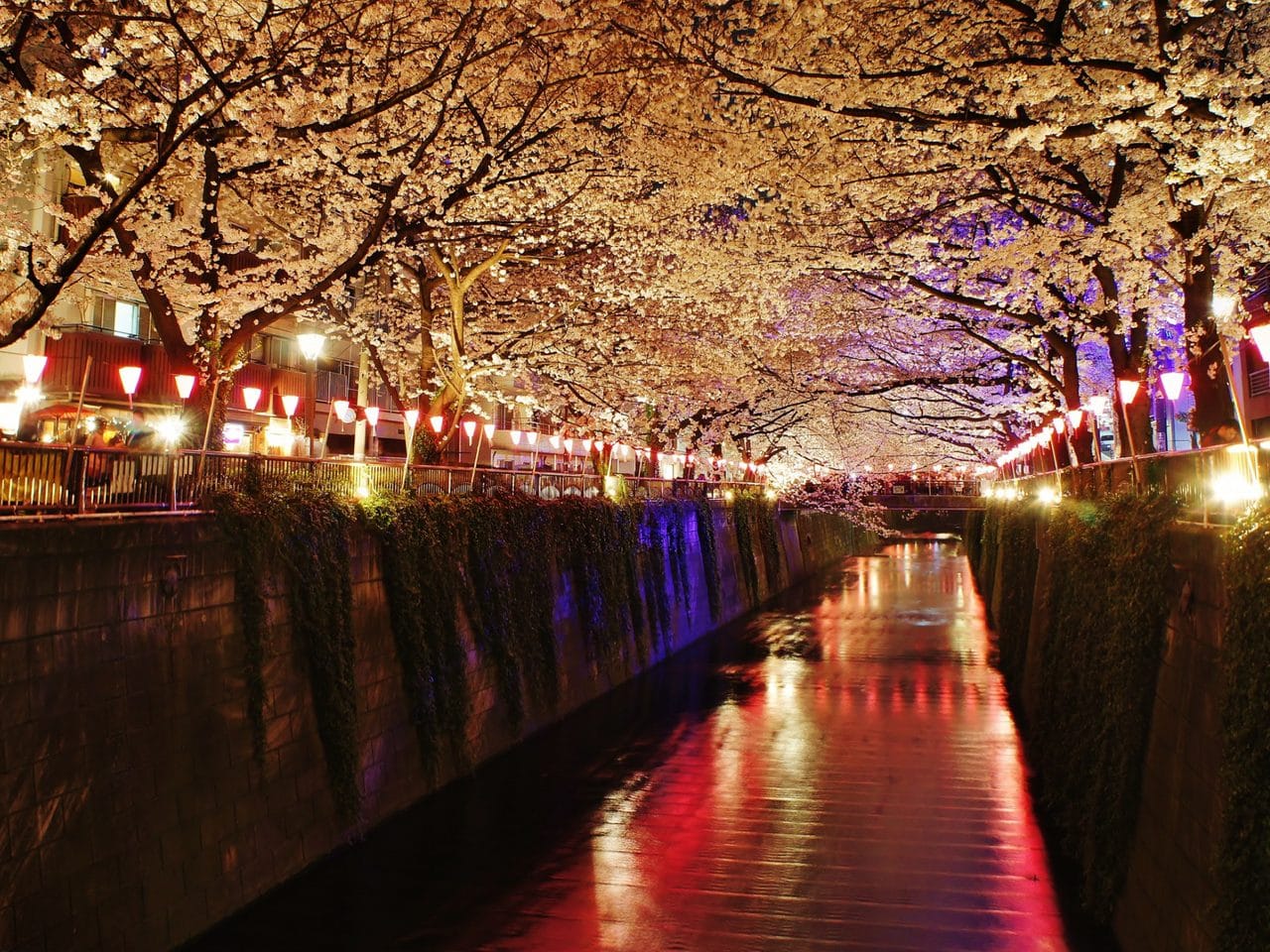 Nakameguro: Cafés and Select Shops Along the Meguro River