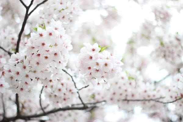 日本 桜