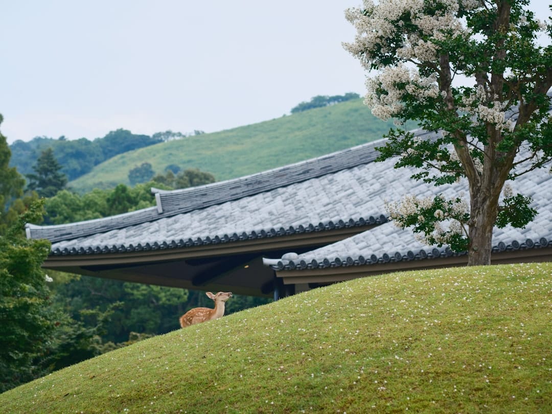 Nara Park · 90 min